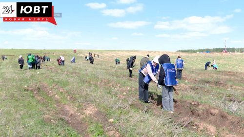 100 человек на 2500 ясеней: Сад памяти появился недалеко от села Чупаево